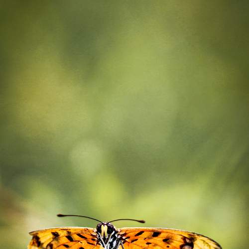 Photo #6580056