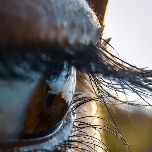 Photo #6580228