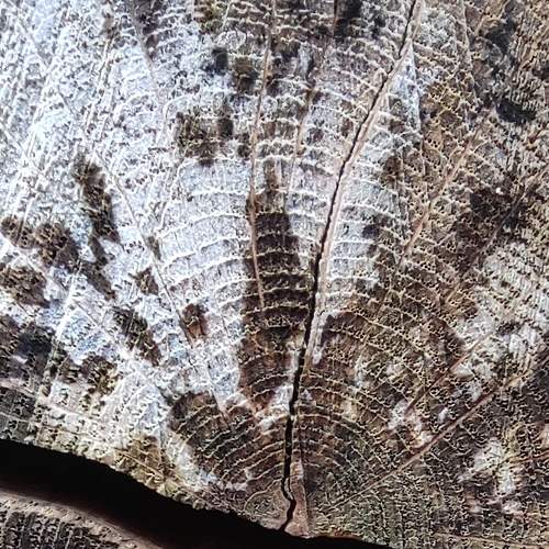 Photo #6581360