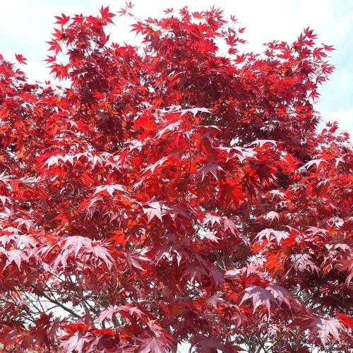 Photo #6581655