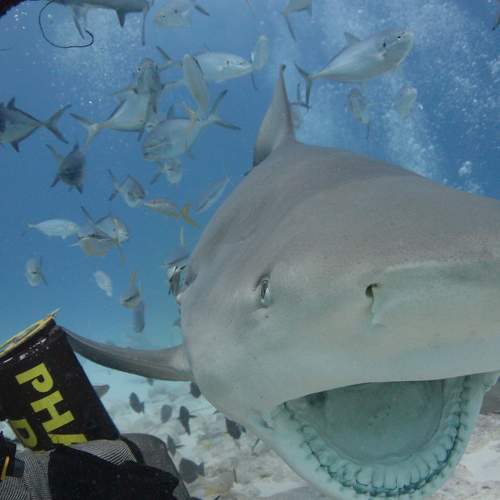 Photo #6583494