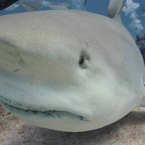 Photo #6583511
