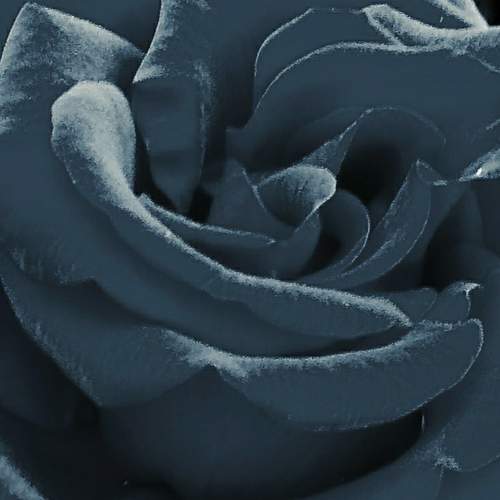 Photo #6585669