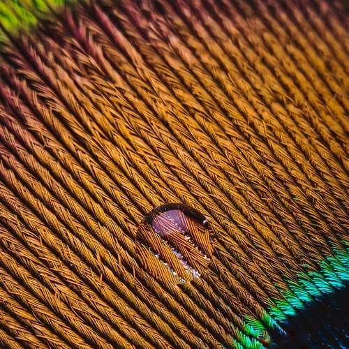 Photo #6585985