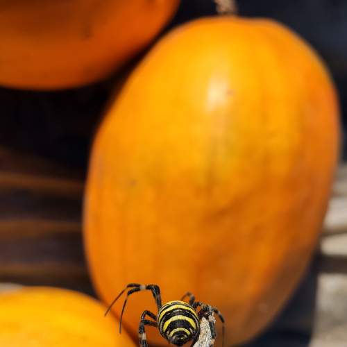 Wasp Spider on Pumpkin