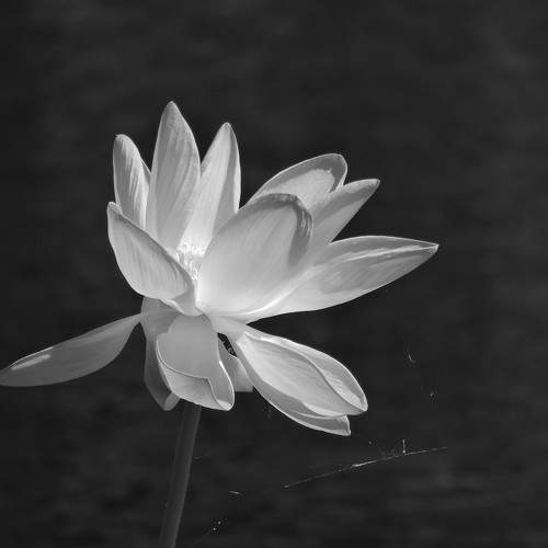 Lotus lake