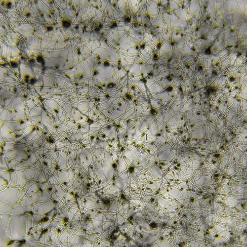 Photo #6590611