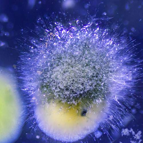 Photo #6590633