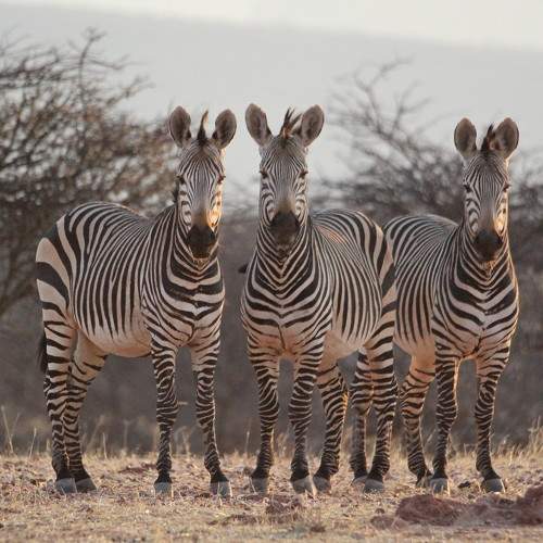 Mountain Zebra,, Mount Etjo,, Namibia