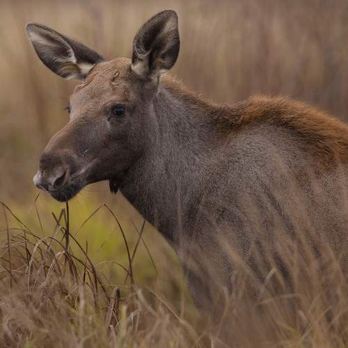 Photo #6591414
