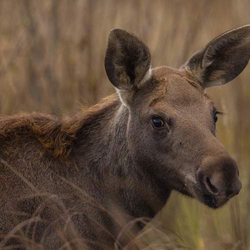 Photo #6591415