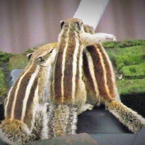 Photo #6591424