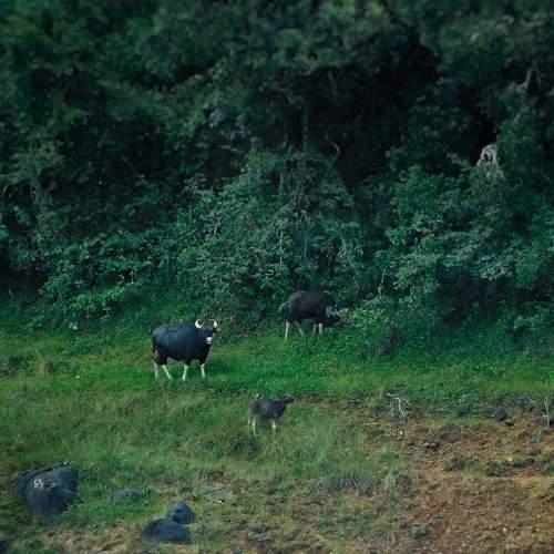 Photo #6592486