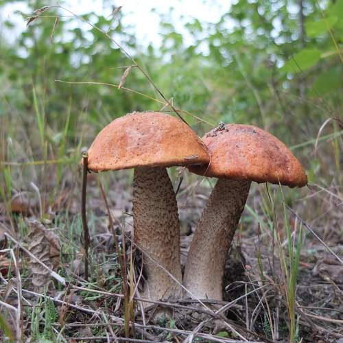 Photo #6592885