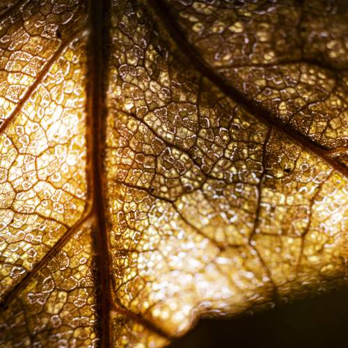 Leaf