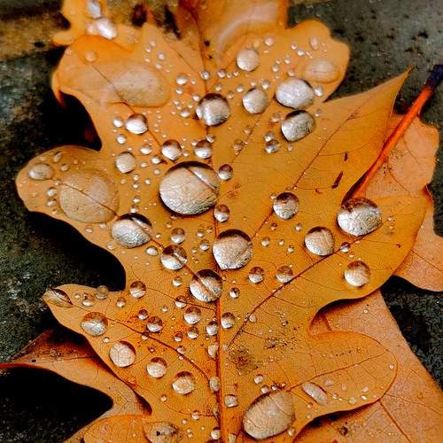 Photo #6595663