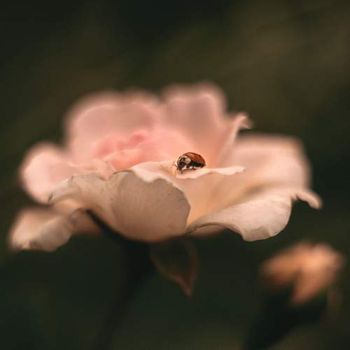 Photo #6596650