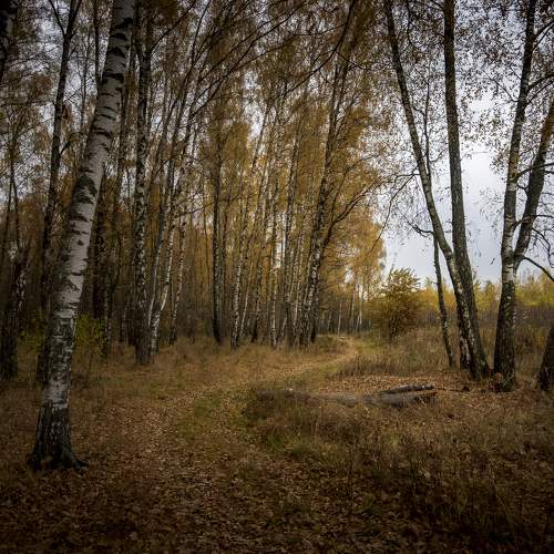 Photo #6597941