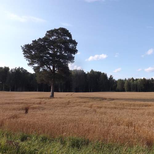 Photo #6598277