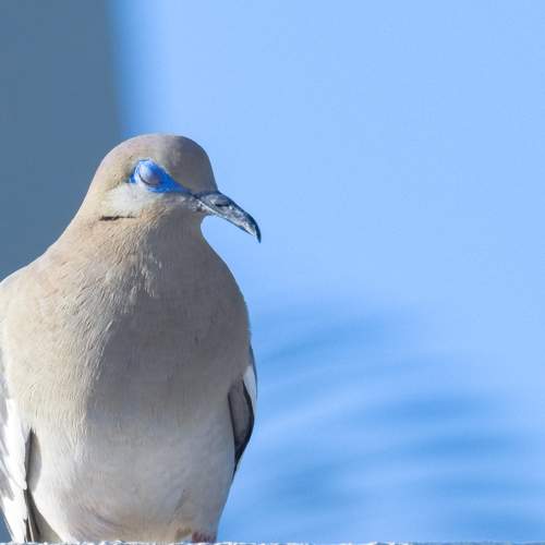 Photo #6598328
