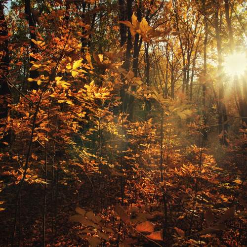 Photo #6598630