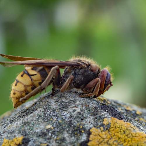Photo #6600199