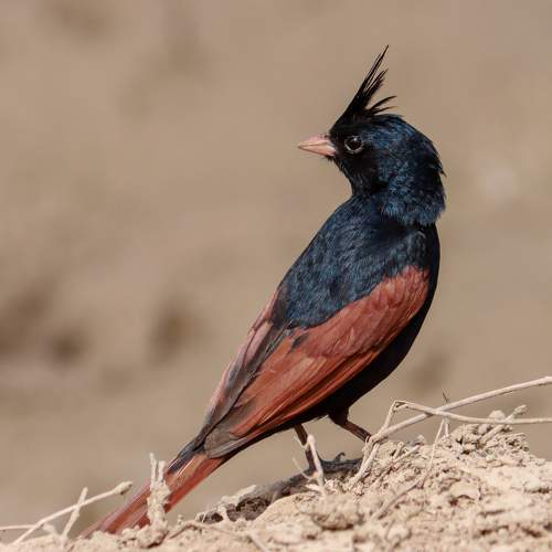 Crested bunting male.