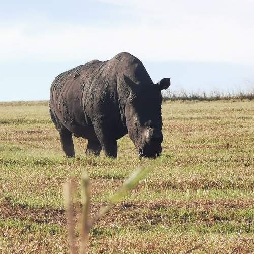 My personal Favorite BIG 5 animal