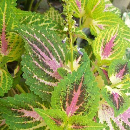 Photo #6602764