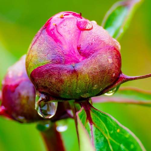 Камчатский пион