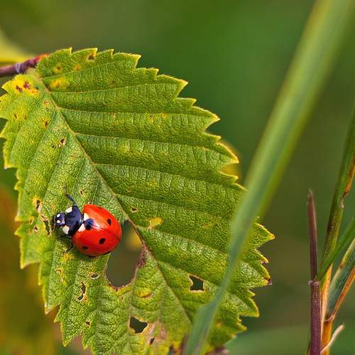 Photo #6603034