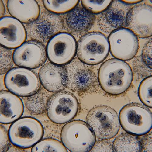 Photo #6604105