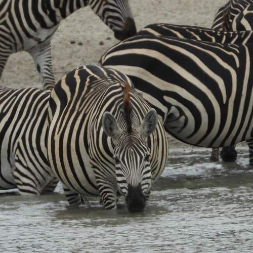 Photo #6604144