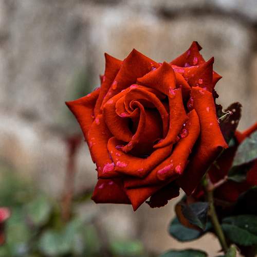 Photo #6604414