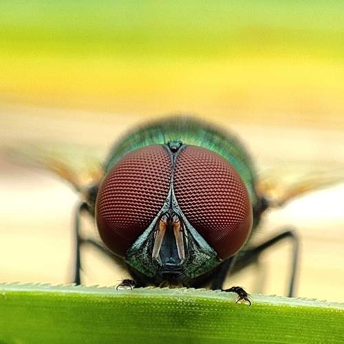 Photo #6605011