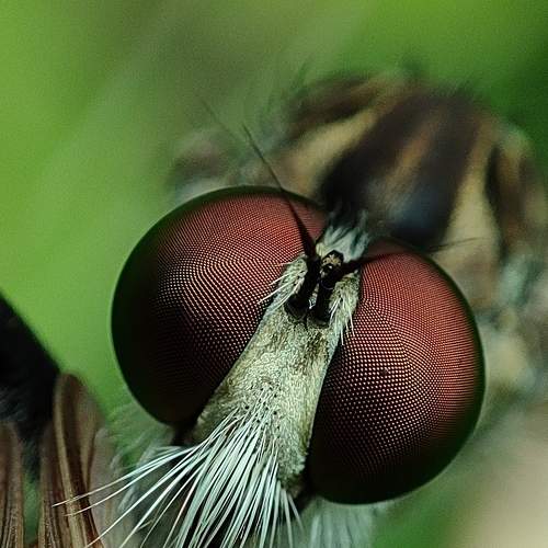 Photo #6605014