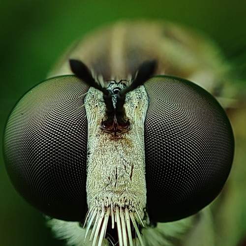 Photo #6605015