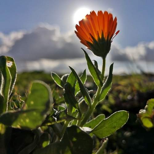Flower in the Sun