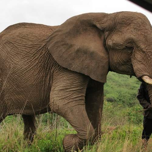 The Mighty Elephant.