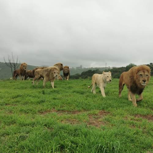 The King's & Queen's of the Savannah
