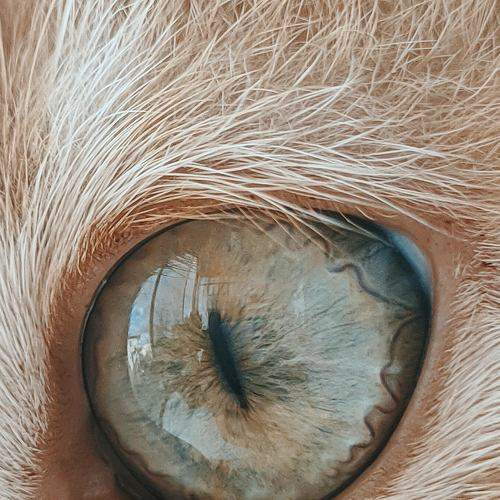 Photo #6608478