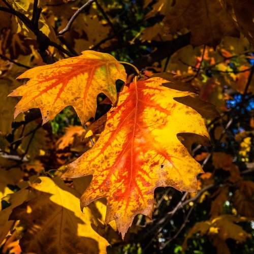 Photo #6608820