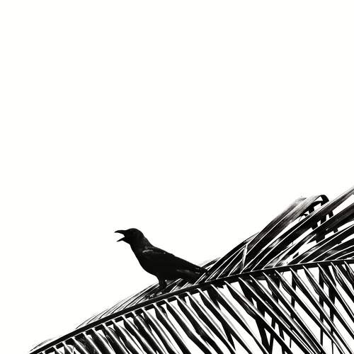A Crow resting for a while to fly