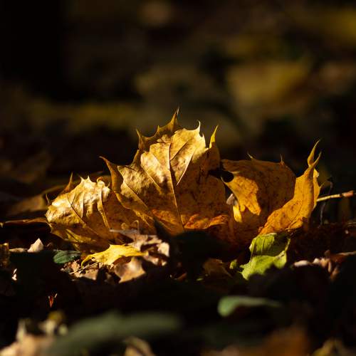 Photo #6609002