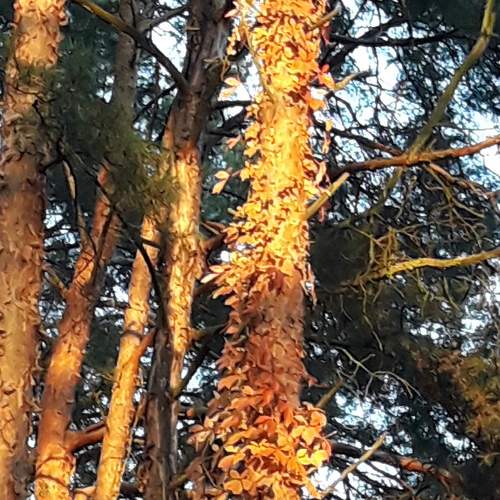 Wine on the pine!
