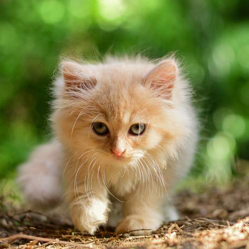 Photo #6610500