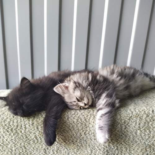 Photo #6610620