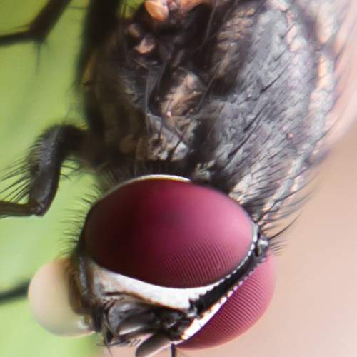 Mobile macro shot