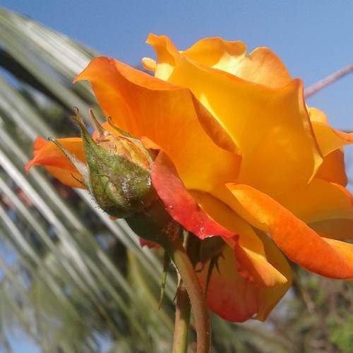 Photo #6612189