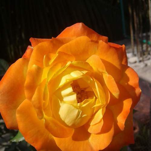 Photo #6612202